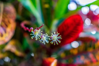 güzel tomurcuklanma tropikal bitki renkli yaprakları ile yakın çekim