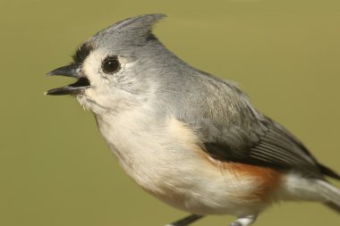 Tepeli baştankara (Baeolophus bicolor)