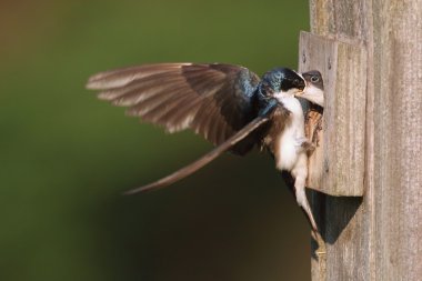 Ağaç Kırlangıcı Besleyen Bebekler