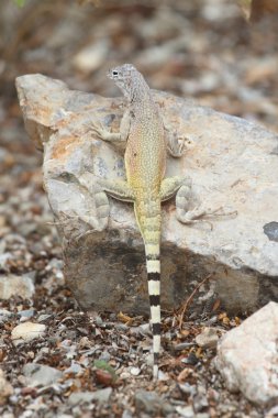Zebra kuyruklu kertenkele (Callisaurus draconoides)