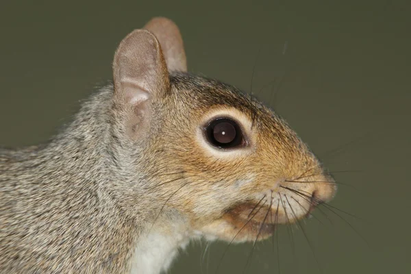 Grauhörnchen (sciurus carolinensis)) — Stockfoto