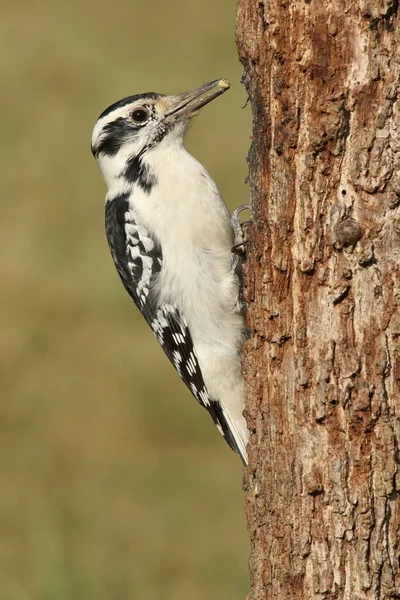 Pelatuk Berbulu Perempuan (villosus Picoides ) — Stok Foto