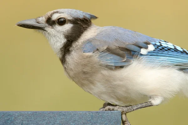 Blue Jay jedzenia na podajnik — Zdjęcie stockowe