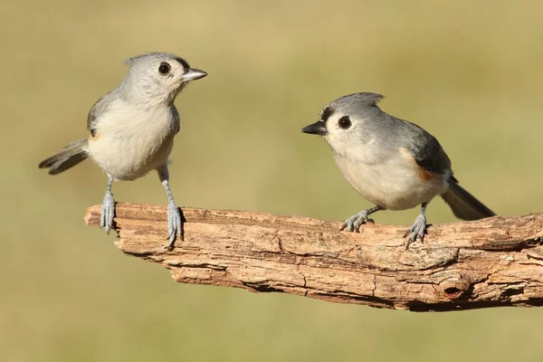 Kuşlar çifti — Stok fotoğraf