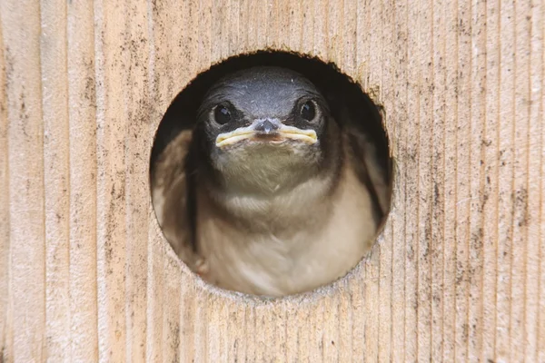 Schwalbenbaby in einem Vogelhaus — Stockfoto