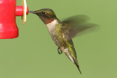 Erkek yakut - boğazlı sinek kuşu (archilochus colubris)