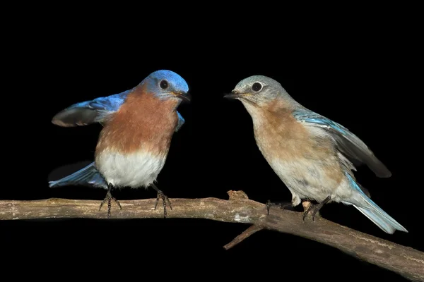 Dvojice východní modrý pták na černém pozadí — Stock fotografie
