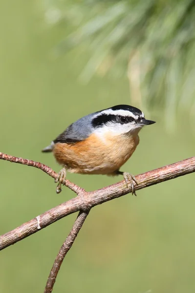 Red-breasted Boomklever op een "perch" — Stockfoto