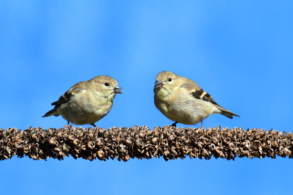 Американский Голдфинч (Carduelis tristis)
)