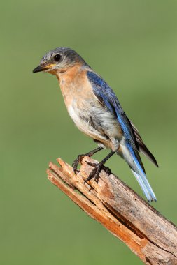 kadın Doğu bluebird