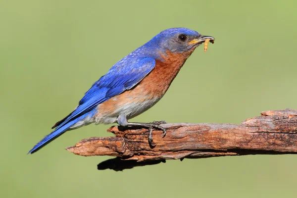 Männlicher Östlicher Blauvogel (sialia sialis)) — Stockfoto