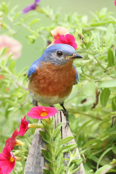 Bluebird oriental masculino —  Fotos de Stock