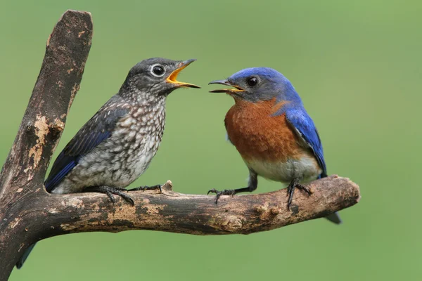 Bluebird oriental masculino com bebê — Fotografia de Stock