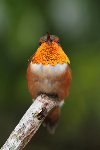 Rufous колібрі (Selasphorus rufus) — стокове фото