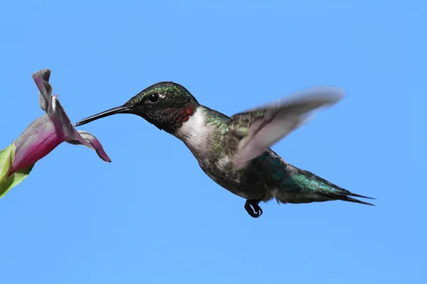 Male Ruby-throated Hummingbird (archilochus colubris) — Stock Photo, Image