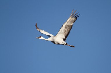 Sandhill Crane (Grus canadensis)