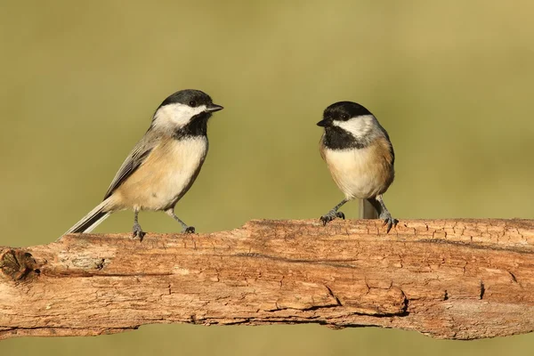 Par de pájaros en una rama — Foto de Stock