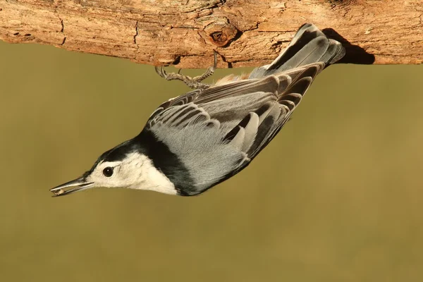 Nuthatch su un albero — Foto Stock