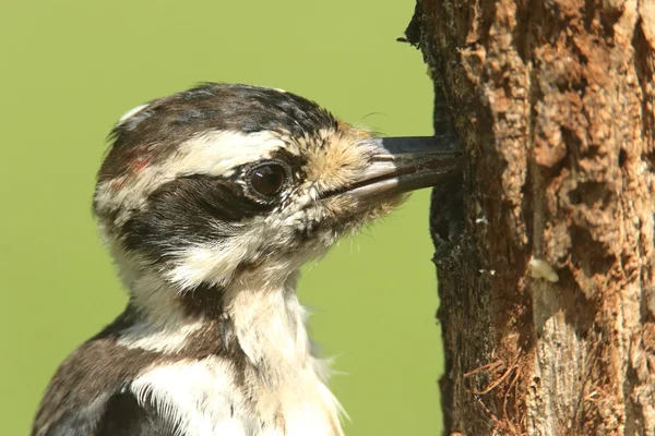 Hairy Woodpecker (Picoides villosus) — Stock Photo, Image