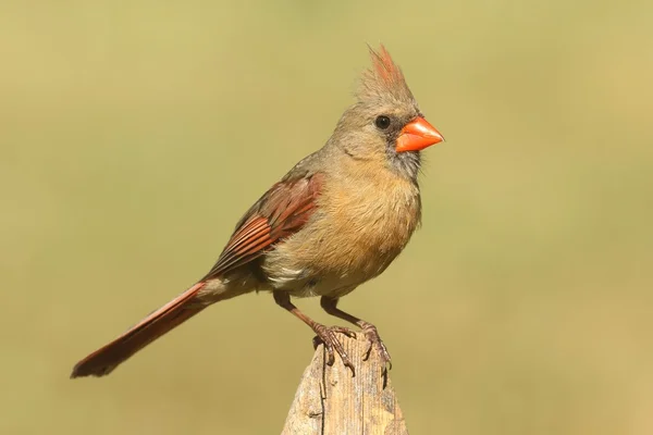 Vrouwelijke kardinaal op een tak — Stockfoto