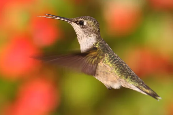 Kobieta ruby - throated hummingbird (Avibase) — Zdjęcie stockowe