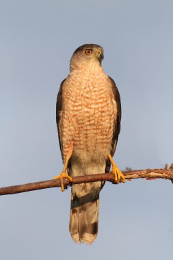 Coopers Hawk Tarih bir levrek