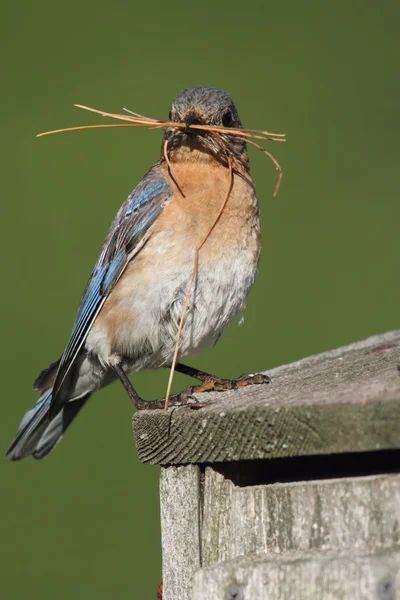 Weibchen des Östlichen Blauvogels — Stockfoto