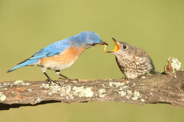 Maschio orientale Bluebird con bambino — Foto Stock