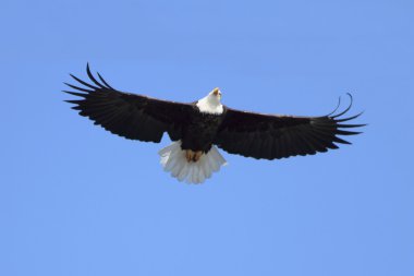 Yetişkin Kel Kartal (Haliaeetus leucocephalus)