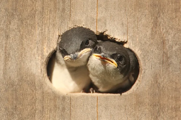Uccelli in una casa di uccelli — Foto Stock
