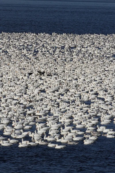 Sneeuw ganzen op een meer — Stockfoto