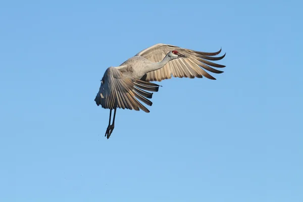 Sandhill γερανός (Grus canadensis) — Φωτογραφία Αρχείου