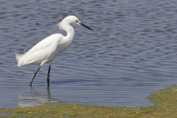 Χιονισμένο egret (egretta thula)) — Φωτογραφία Αρχείου