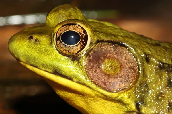 Rã verde em uma lagoa — Fotografia de Stock