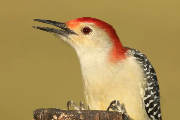 雄性红腹啄木鸟 (Melanerpes carolinus) — 图库照片