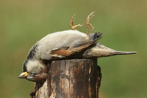 Dead House Sparrow (Passer domesticus) – stockfoto