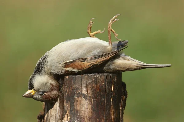 Toter Haussperling (passer domesticus)) — Stockfoto