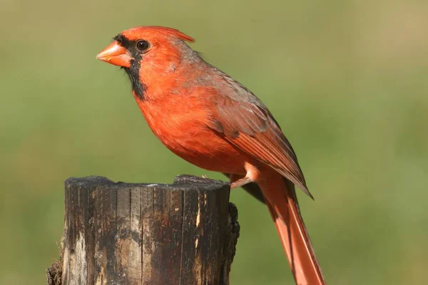 Cardinal mâle sur une souche — Photo