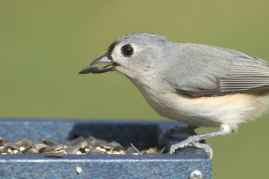 Tepeli baştankara (Baeolophus bicolor)
