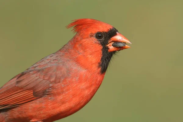 Мужской кардинал на кормильце — стоковое фото
