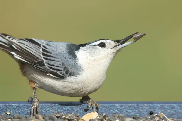 Nuthatch con un seme di girasole — Foto Stock