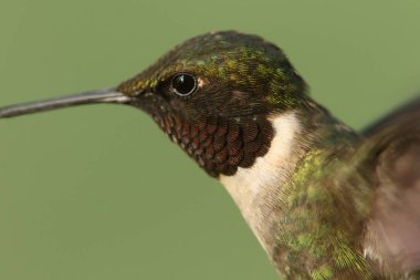Erkek yakut - boğazlı sinek kuşu (archilochus colubris)