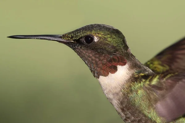 男性在红宝石喉蜂鸟 (archilochus colubris) — 图库照片