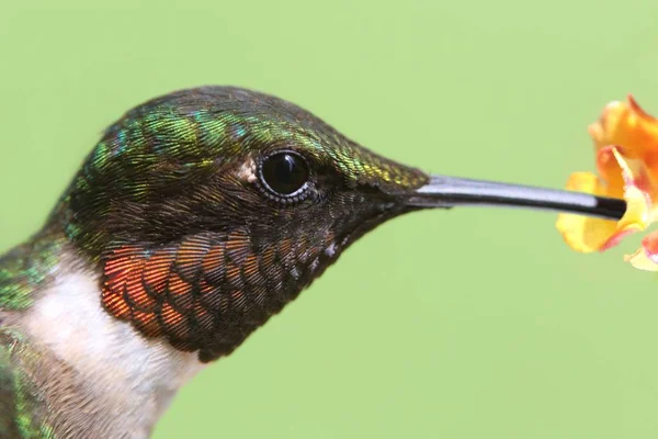 Erkek yakut - boğazlı sinek kuşu (archilochus colubris) — Stok fotoğraf