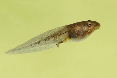 Wood Frog Tadpole (Rana sylvatica) clipart
