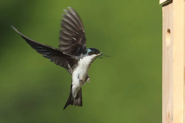 Engolir árvore (taquicineta bicolor ) — Fotografia de Stock