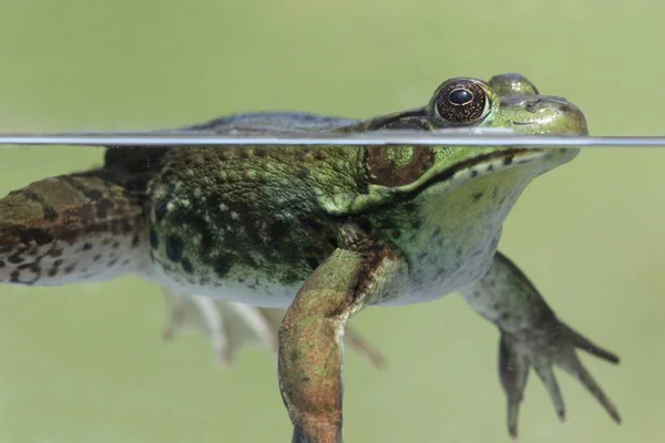 Zelená žába (Rana clamitans) — Stock fotografie