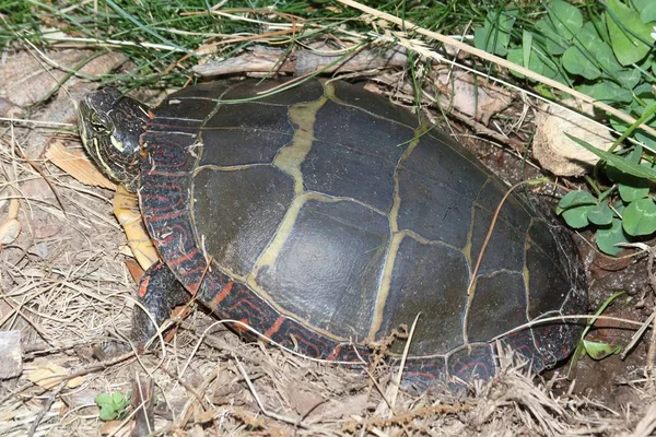 Färgade sköldpaddor (Chrysemys picta)) — Stockfoto