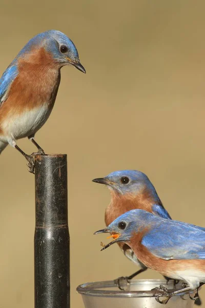 Bluebirds em um alimentador — Fotografia de Stock