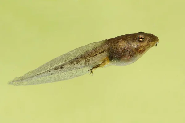 Деревянная лягушка головастик (Rana :atica ) — стоковое фото